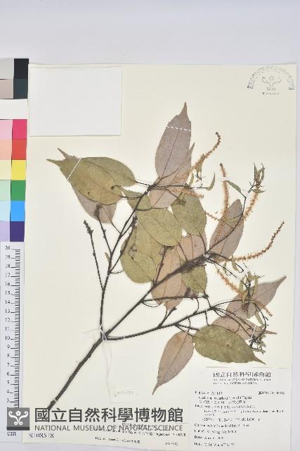 大葉苦櫧藏品圖，第1張