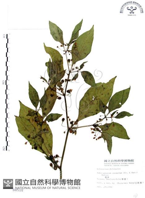 龍珠藏品圖，第1張