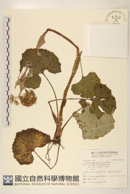 臺灣款冬藏品圖，第1張