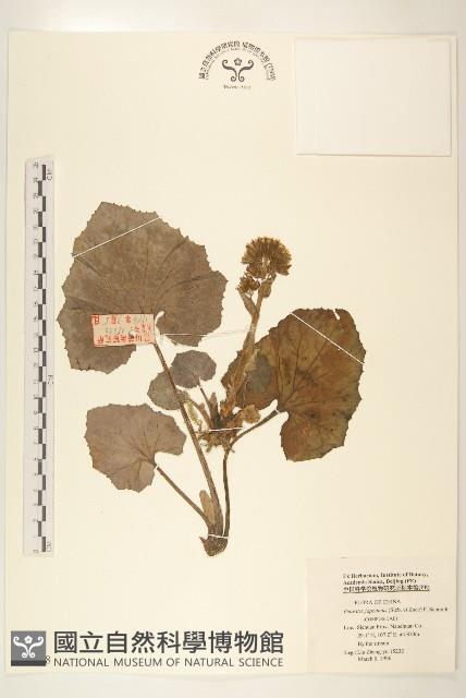 蜂斗菜、蛇頭菜藏品圖，第1張