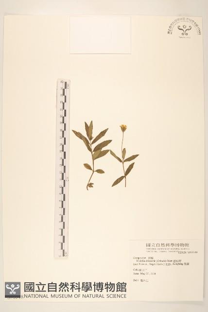 蟛蜞菊藏品圖，第1張