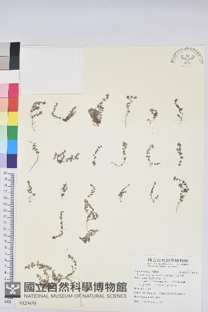 小葉大戟藏品圖，第1張