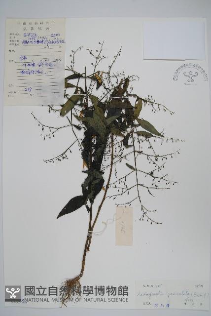 穿心蓮藏品圖，第1張