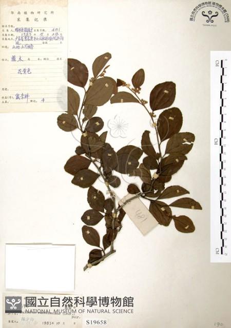 馬甲子藏品圖，第1張