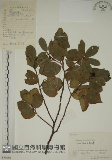 鈍齒鼠李藏品圖，第1張