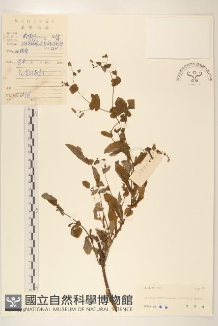 苦實菜藏品圖，第1張