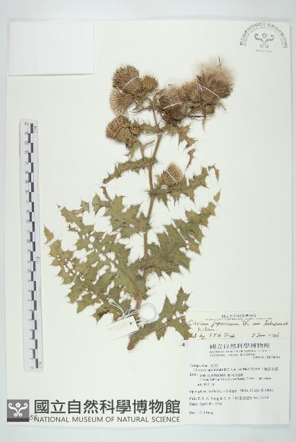 白花小薊藏品圖，第1張