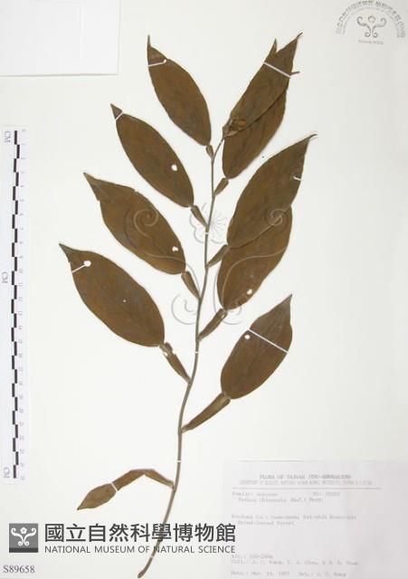 柚葉藤藏品圖，第1張