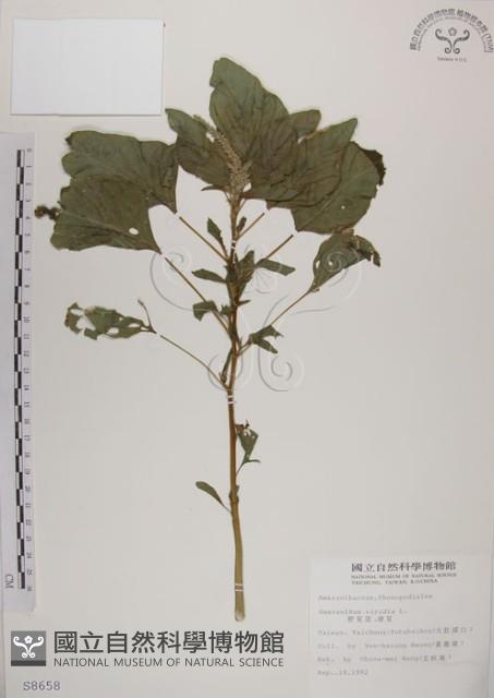 野莧菜藏品圖，第1張