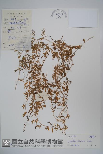 半邊蓮、鐮磨仔草藏品圖，第1張