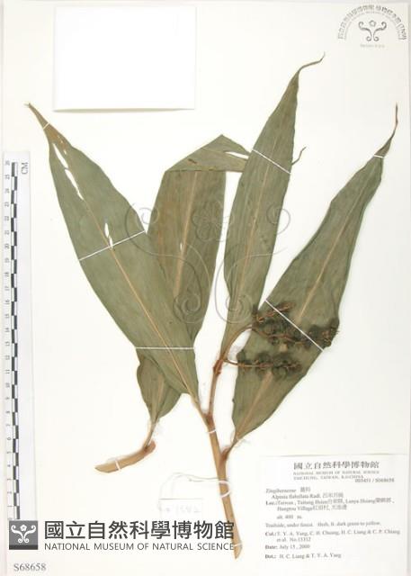 呂宋月桃藏品圖，第1張