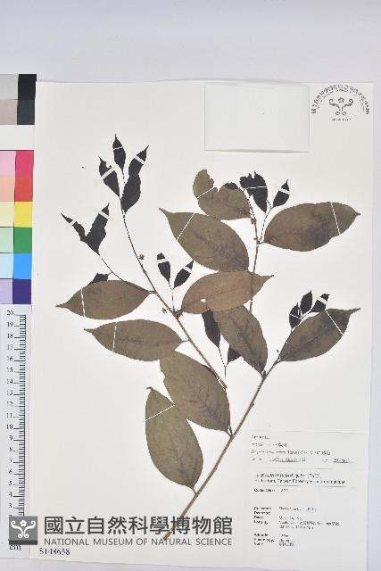 交力坪鐵色藏品圖，第1張