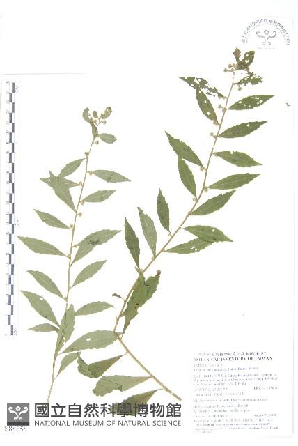 秋分草藏品圖，第1張