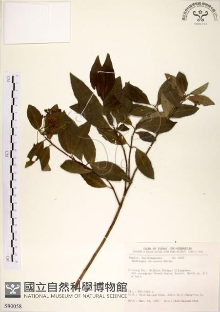 華八仙藏品圖，第1張