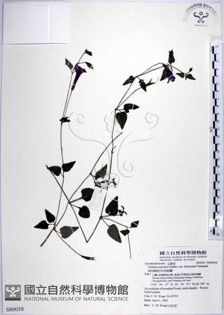 倒地蜈蚣、四角銅鑼藏品圖，第1張