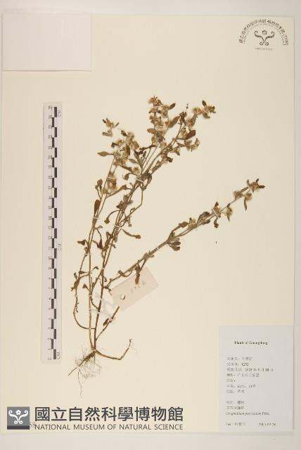 多莖鼠麴草藏品圖，第1張