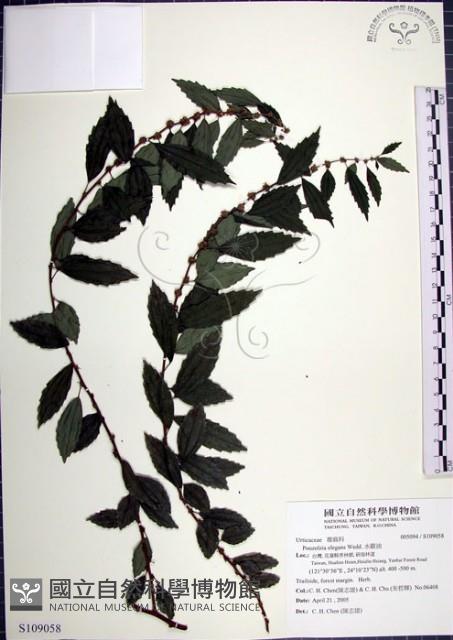 水雞油藏品圖，第1張