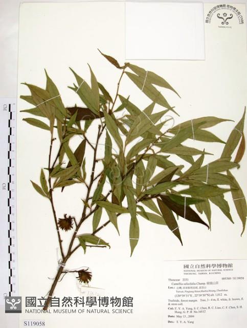 柳葉山茶藏品圖，第1張