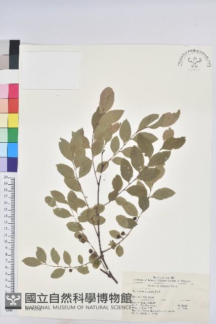 青灰葉下珠藏品圖，第1張