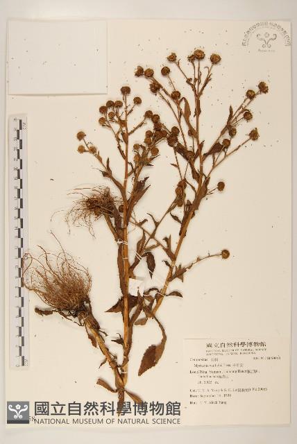 千星菊藏品圖，第1張