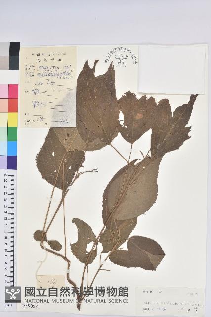 椴葉山麻桿藏品圖，第1張