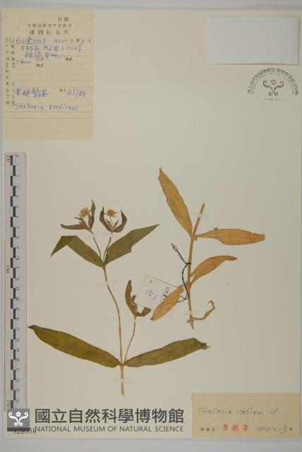 垂梗繁縷藏品圖，第1張