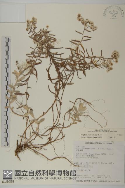 玉山抱莖籟簫藏品圖，第1張