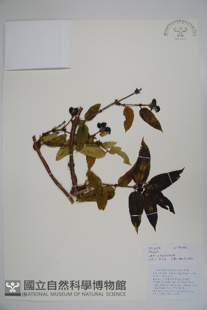 貴州忍冬藏品圖，第1張