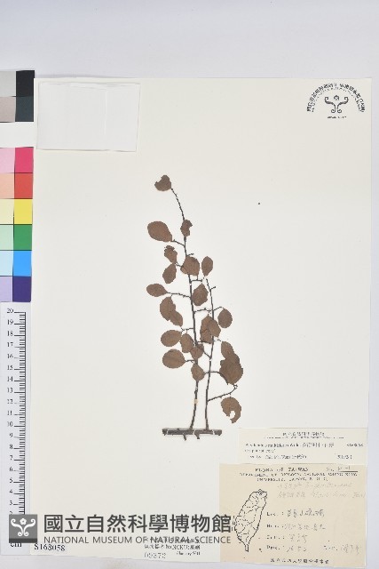 多花油柑、白仔藏品圖，第1張