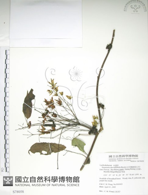 石月、橢圓葉石月藏品圖，第1張