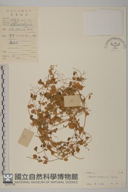 荷蓮豆藏品圖，第1張