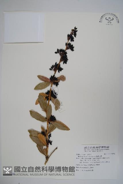 臺灣小蘗藏品圖，第1張