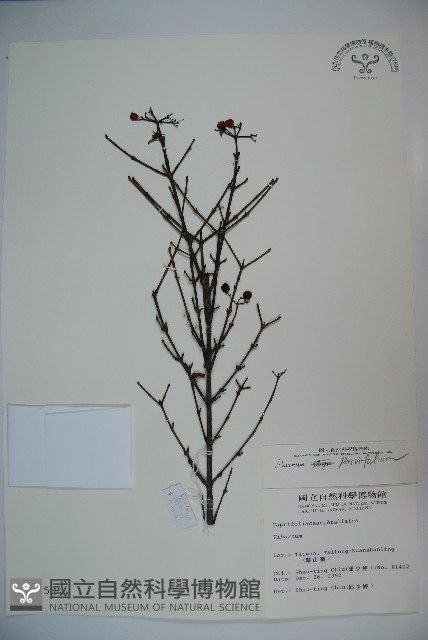 登錄號:S009758藏品圖，第1張
