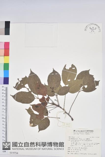 茄苳、重陽木藏品圖，第1張