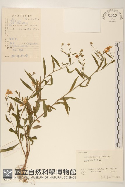 雞兒腸藏品圖，第1張
