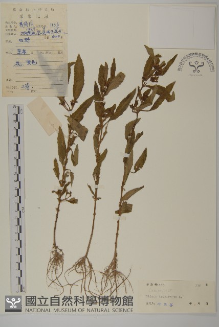 狼把草藏品圖，第1張