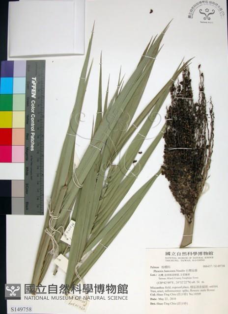 台灣海棗藏品圖，第1張