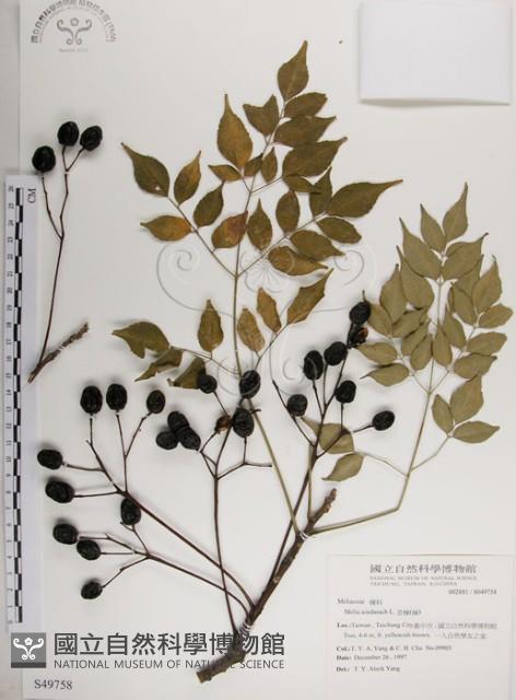 楝、苦楝藏品圖，第1張