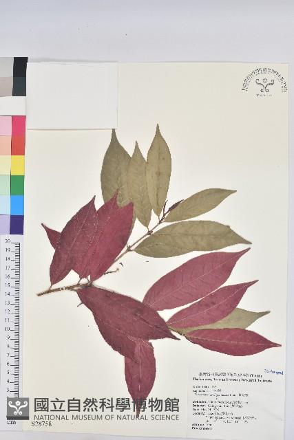 Croton Bicolor Collection Image