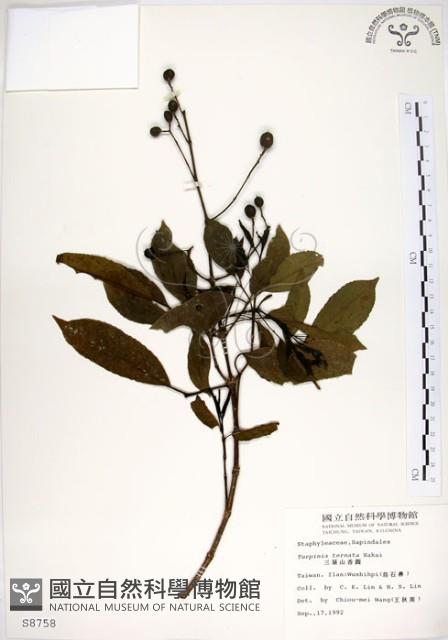 三葉山香圓藏品圖，第1張