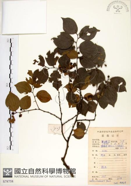 朴樹藏品圖，第1張