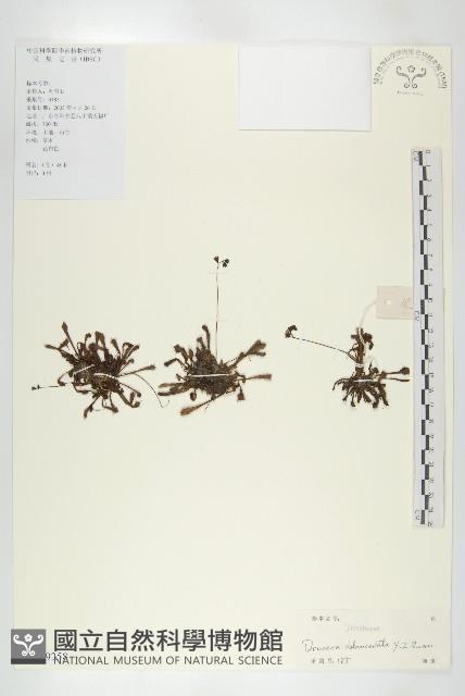 長柱茅膏菜藏品圖，第1張