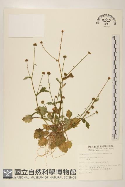 Accession Number:S009258 Collection Image, Figure 1, Total 2 Figures