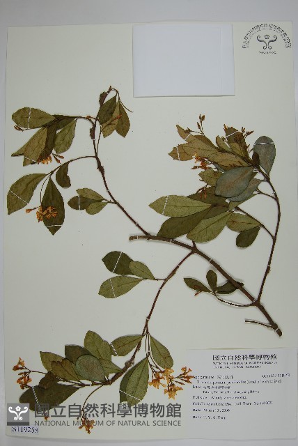 絡石藏品圖，第1張