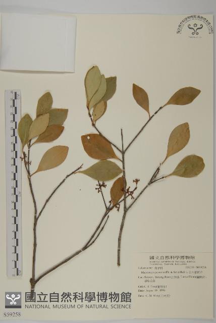 日本賽衛矛、日本假衛矛藏品圖，第1張