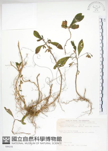 同蕊草、異色線柱苣苔藏品圖，第1張