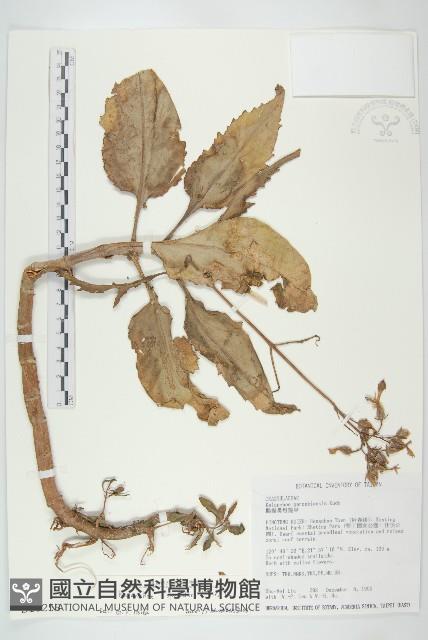 倒吊蓮、匙葉燈籠草藏品圖，第1張