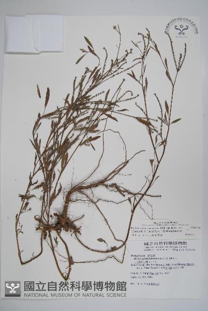 伏毛天芹菜藏品圖，第1張