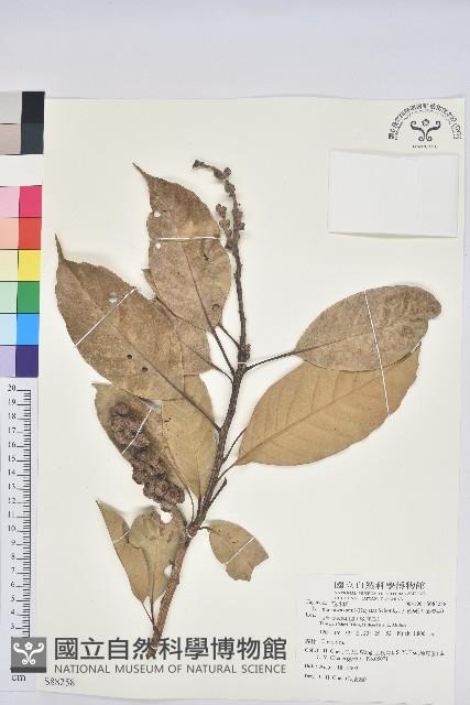 大葉石櫟、大葉校栗藏品圖，第1張