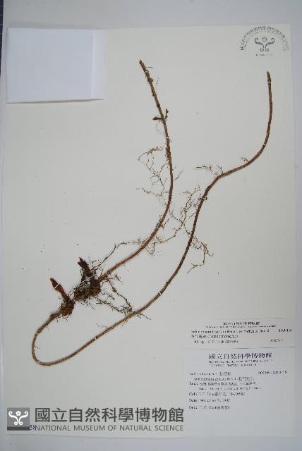 穗花蛇菰藏品圖，第1張